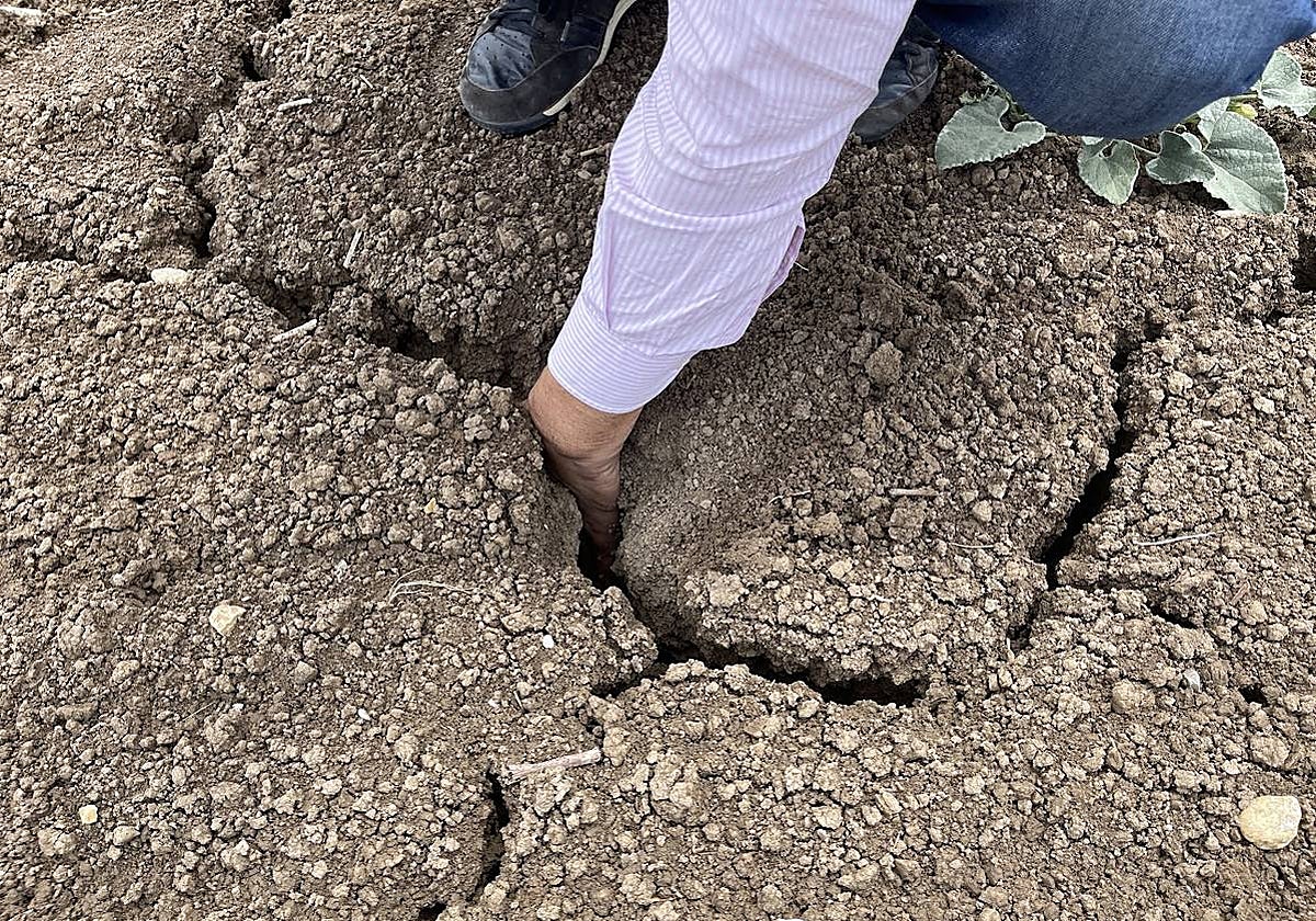 El estado actual del agro sevillano, donde los agricultores no han podido sembrar debido a la sequía