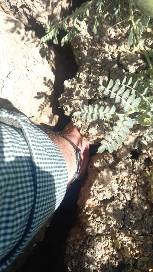 El estado actual del agro sevillano, donde los agricultores no han podido sembrar debido a la sequía