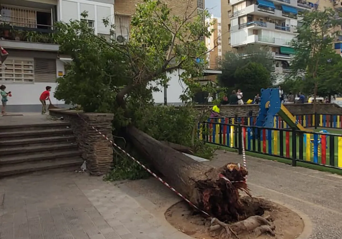 Estado en el que ha quedado el árbol en la plaza Joaquín Arbide de Triana