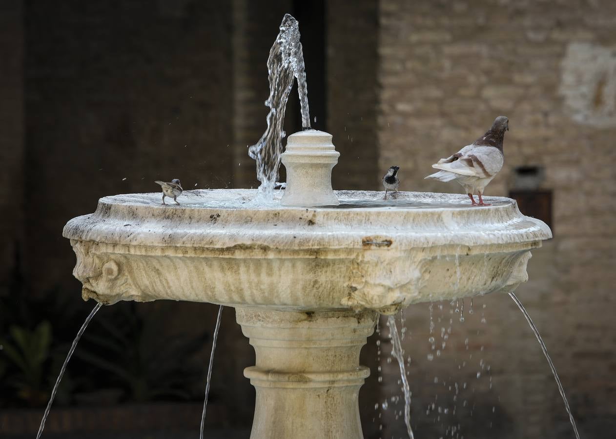 En el centro de Sevilla solo podían verse a algunos valientes turistas que desafiaban el calor