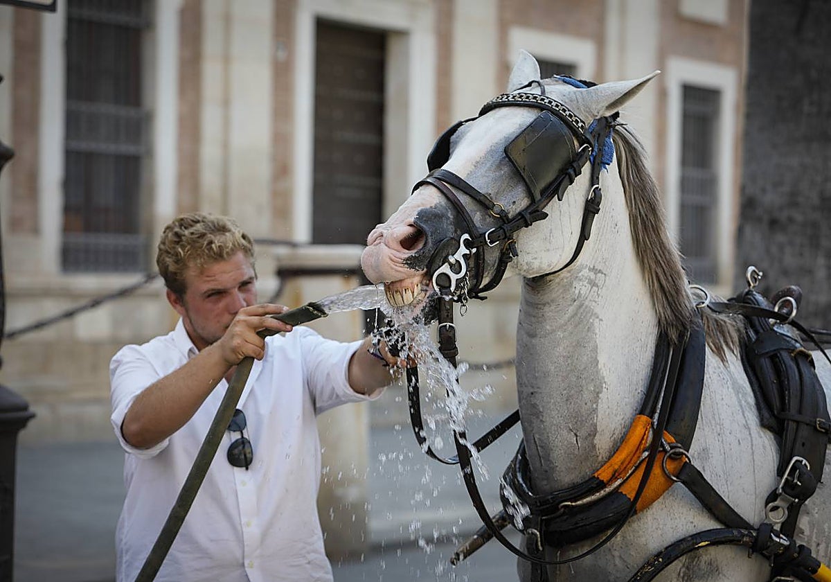 En el centro de Sevilla solo podían verse a algunos valientes turistas que desafiaban el calor