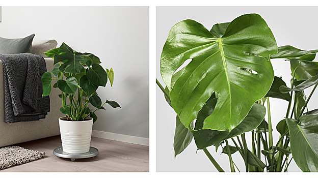 Planta Monstera
