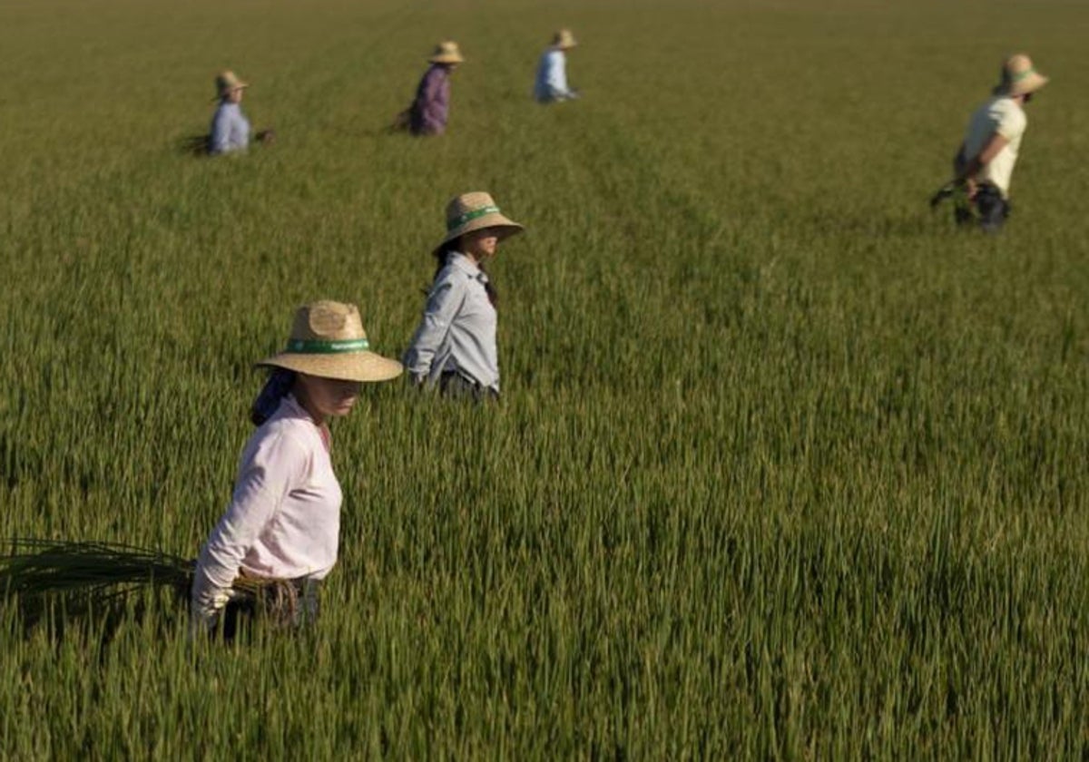 Un grupo de jornaleros durante su labor, escardar arroz, en un arrozal en Isla Mayor