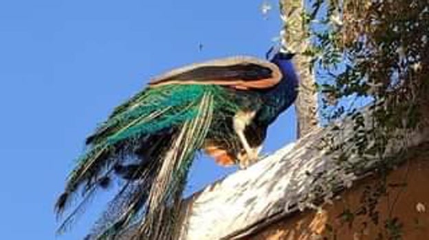 Un pavo real subido a la tapia del Alcázar