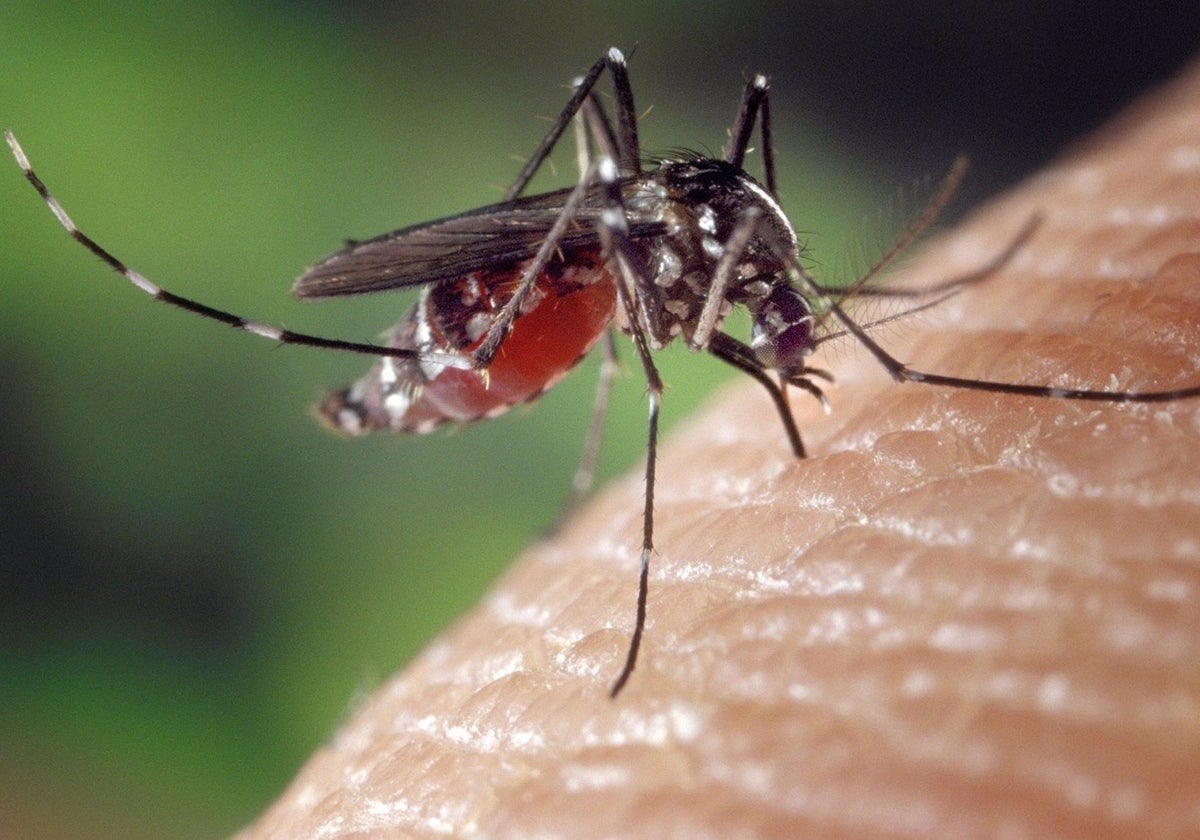 Mosquito del virus del Nilo