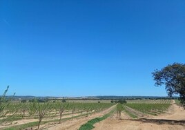 Innoliva obtiene 16 millones de Sabadell y Caja Rural del Sur como «financiación verde»