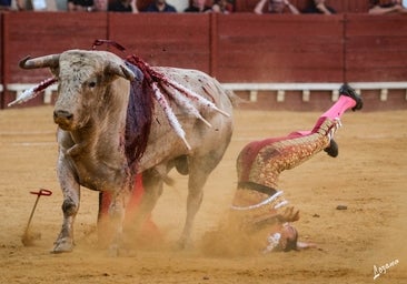 Roca Rey paga con sangre y heroísmo la sucesión de El Juli en el trono del toreo