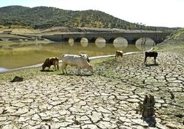 Sevilla no sufrirá cortes de suministro aunque no caiga una gota de agua en un año