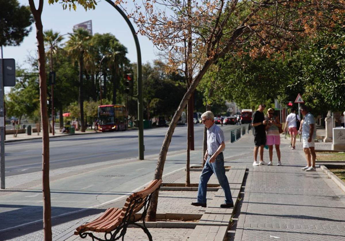 Árboles secos en Sevilla