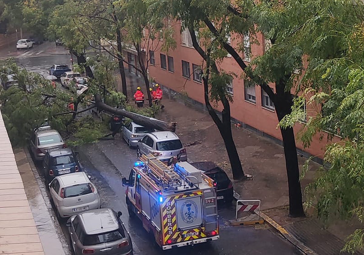Un árbol caído encima de un coche por la tormenta caída en Sevilla en la calle Rafael Belmonte