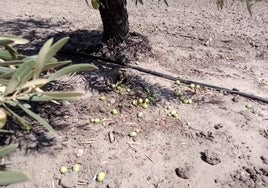 Roban cinco toneladas de aceitunas en las primeras semanas del verdeo en Sevilla