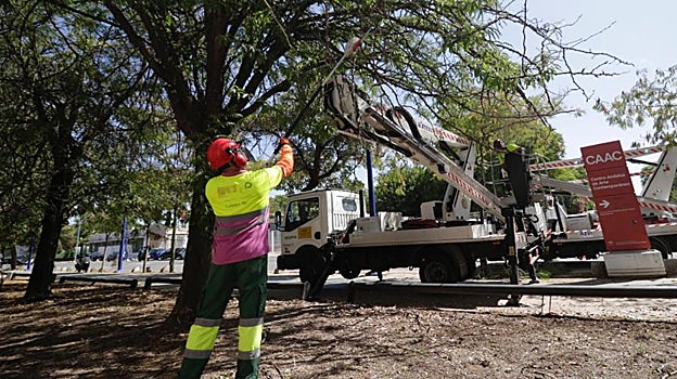 El zafarrancho de limpieza y desbroce en el Camino de los Descubrimientos de la Cartuja