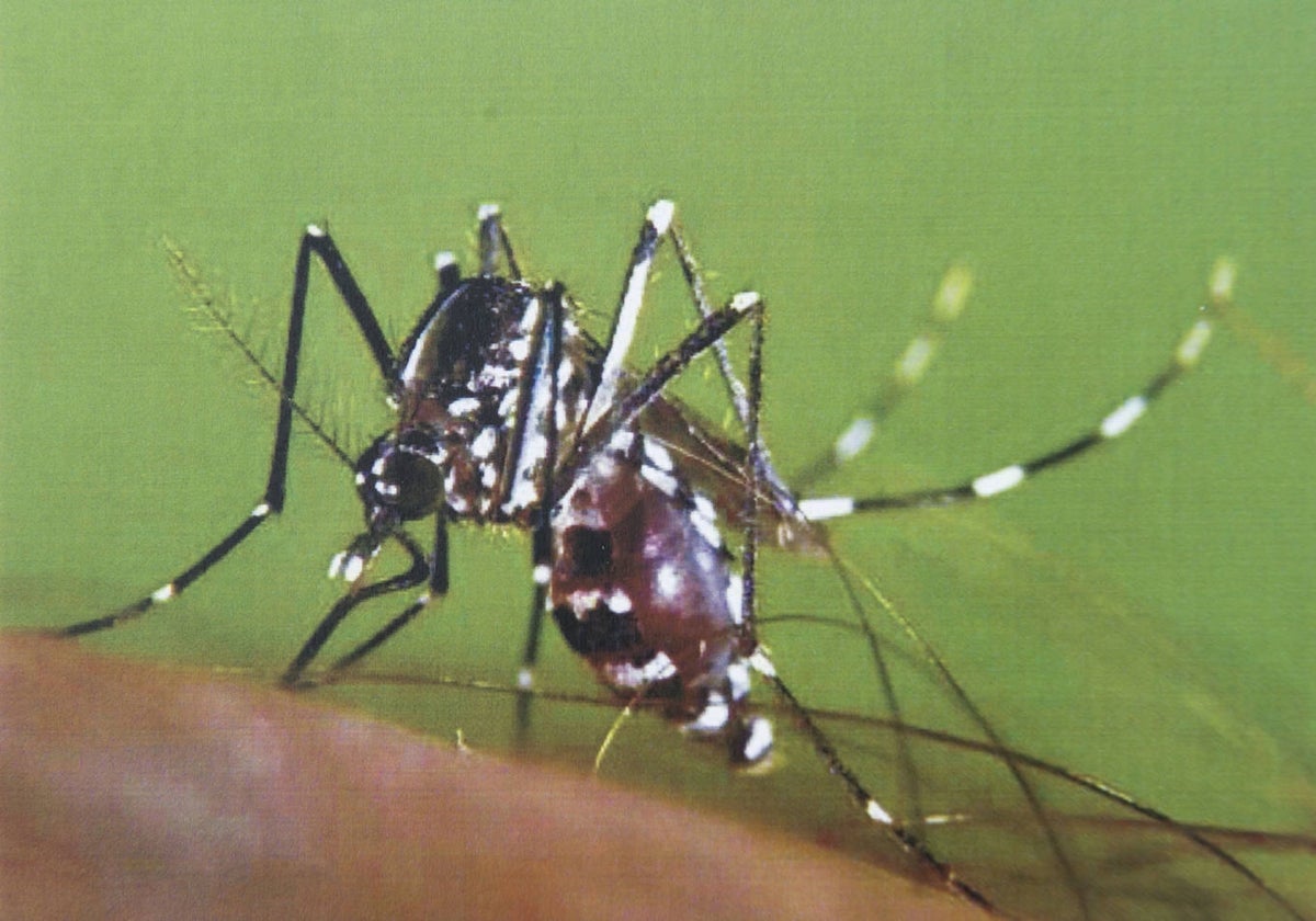 Ejemplar de un mosquito tigre picando a una persona