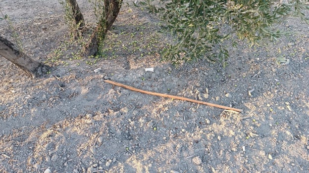 Los agricultores encontraron uno de los palos con los que los ladrones golpean el olivo para que caiga la aceituna