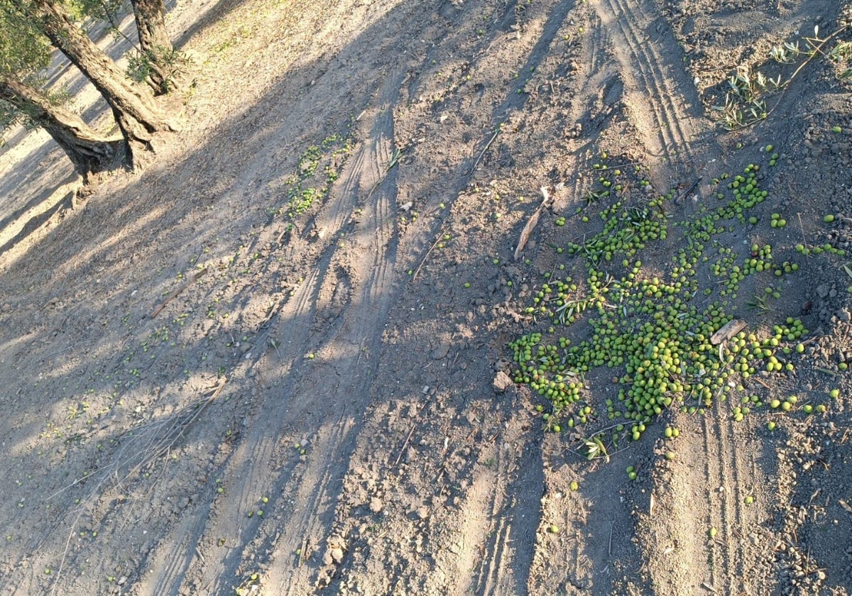 Olivares de Arahal donde han robado aceitunas de molino, los ladrones dejan muchas tiradas en el suelo