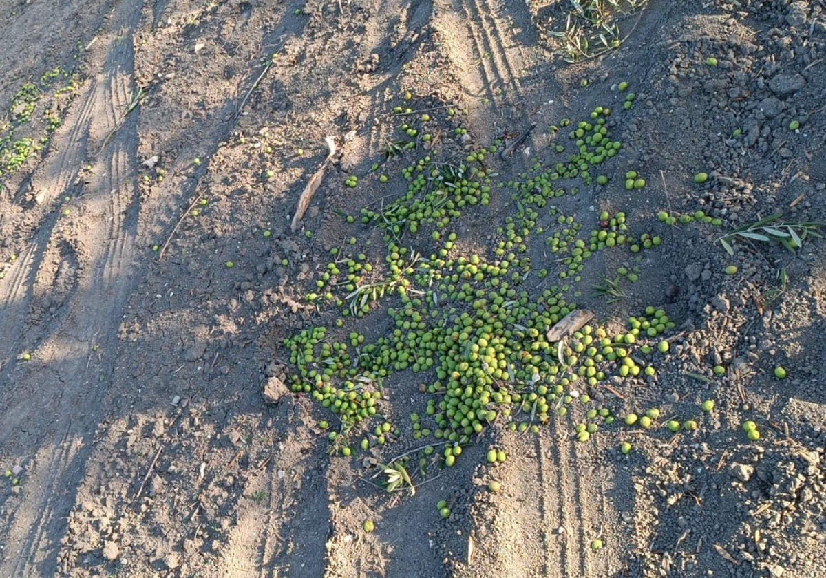 Aceitunas tiradas en el suelo tras un robo en Arahal