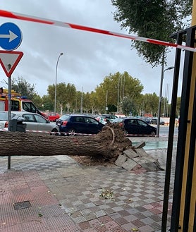Imagen secundaria 2 - Un árbol de gran tamaño cae a las puertas del colegio de los Padres Blancos en Los Remedios por el temporal