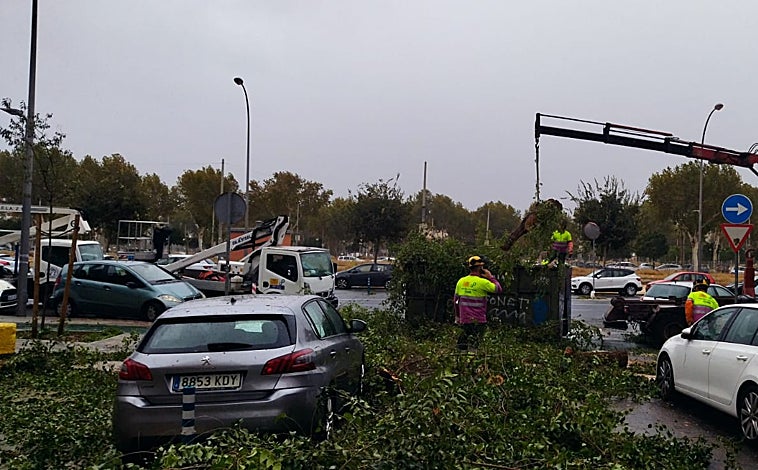 Imagen principal - Un árbol de gran tamaño cae a las puertas del colegio de los Padres Blancos en Los Remedios por el temporal