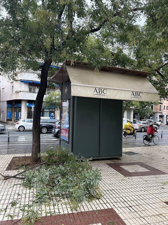 La borrasca 'Aline' provoca la caída de árboles de grandes dimensiones en Sevilla