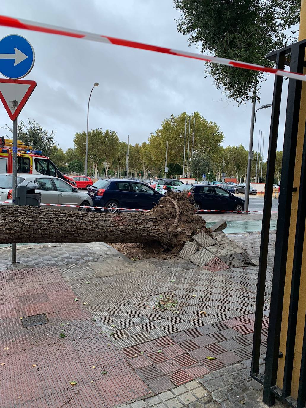 La borrasca 'Aline' provoca la caída de árboles de grandes dimensiones en Sevilla