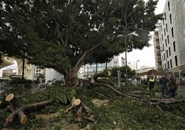 La plataforma 'Salva tus árboles' pide que caigan los políticos antes que el ficus de la Encarnación