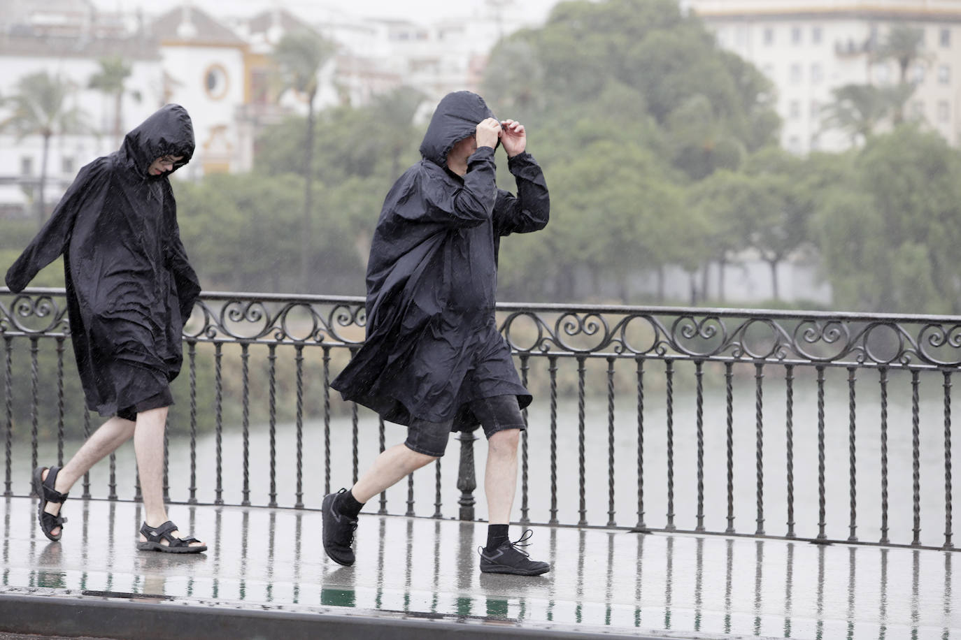  Jornada de jueves con fuertes lluvias provocadas por la borrasca 'Aline' en Sevilla