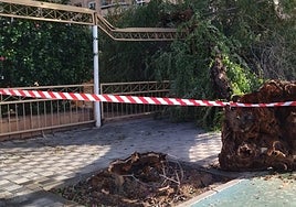 ¿Por qué se caen los árboles cuando hay temporal en Sevilla?