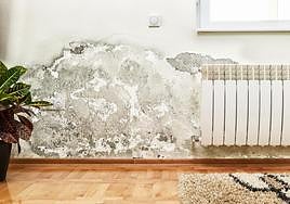 Cómo eliminar las manchas de moho y humedad de la pared y cómo pueden afectar a tu salud