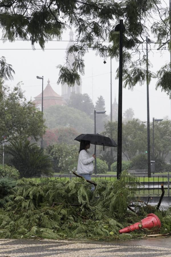 Los vientos alcanzaron más de 70 kilómetros por hora y provocó la rotura de muchas ramas y árboles 