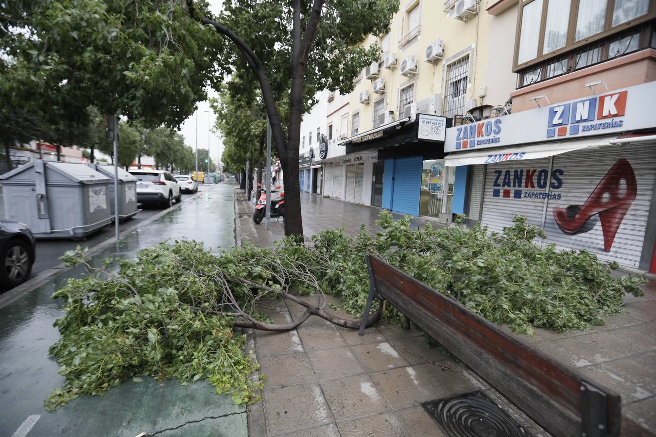 Los vientos alcanzaron más de 70 kilómetros por hora y provocó la rotura de muchas ramas y árboles 