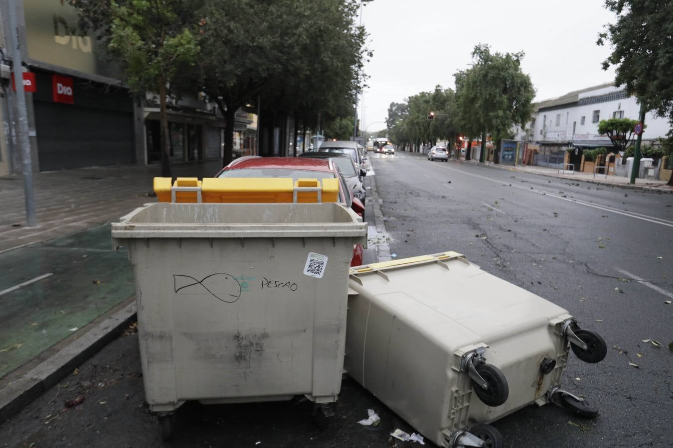 Los vientos alcanzaron más de 70 kilómetros por hora y provocó la rotura de muchas ramas y árboles 