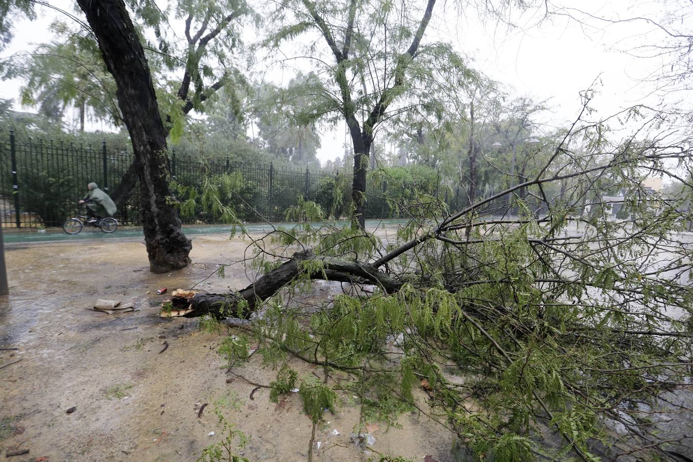 Los vientos alcanzaron más de 70 kilómetros por hora y provocó la rotura de muchas ramas y árboles 