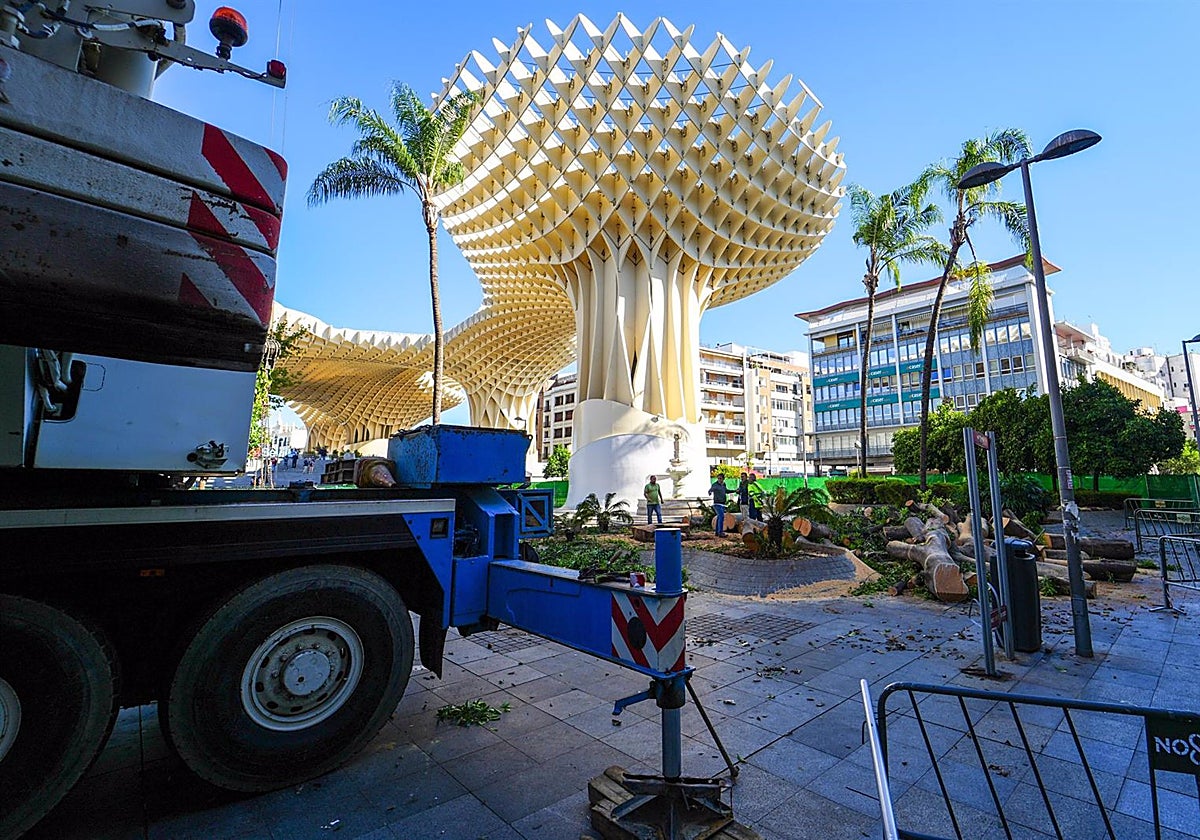 El ficus de la Encarnación ha sido talado este martes