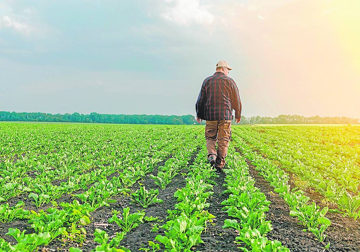 La PAC de Planas trasvasa fondos a otras regiones y recorta 500 millones a Andalucía