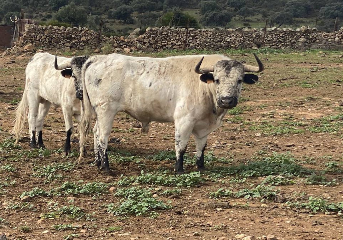 Dos toros con el pelo más característico de esta casa que se lidiarán en 2024