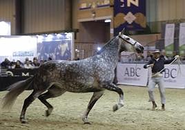 Sicab Sevilla 2023: fecha, entradas y programación del Salón Internacional del Caballo