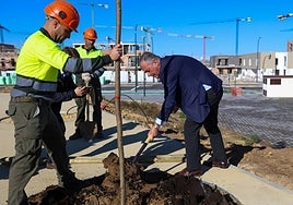 El Ayuntamiento de Sevilla se da cinco años de plazo para plantar de árboles los 20.000 alcorques vacíos
