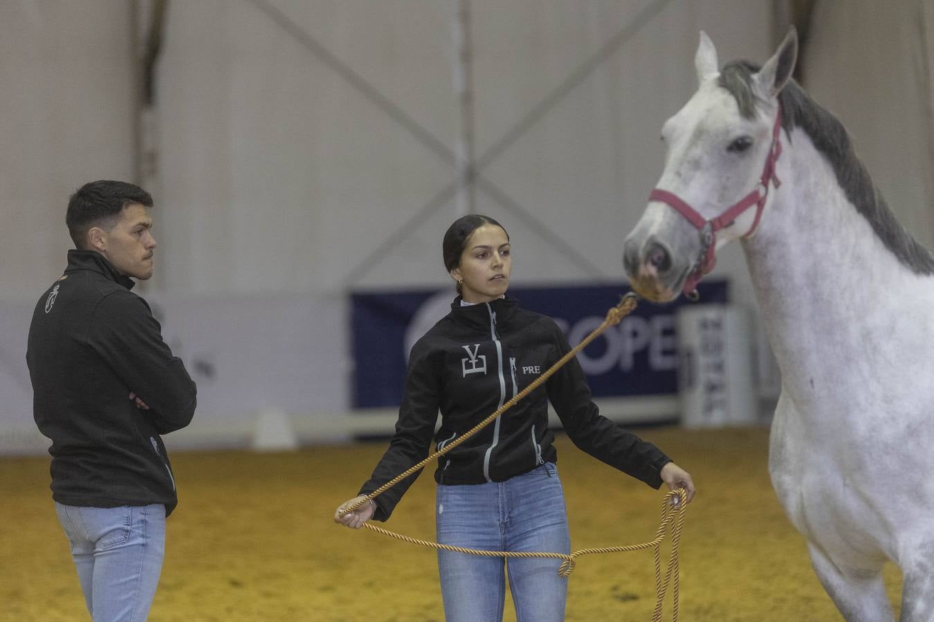 Multitud de actividades atraen cada día a los aficionados al mundo del caballo 