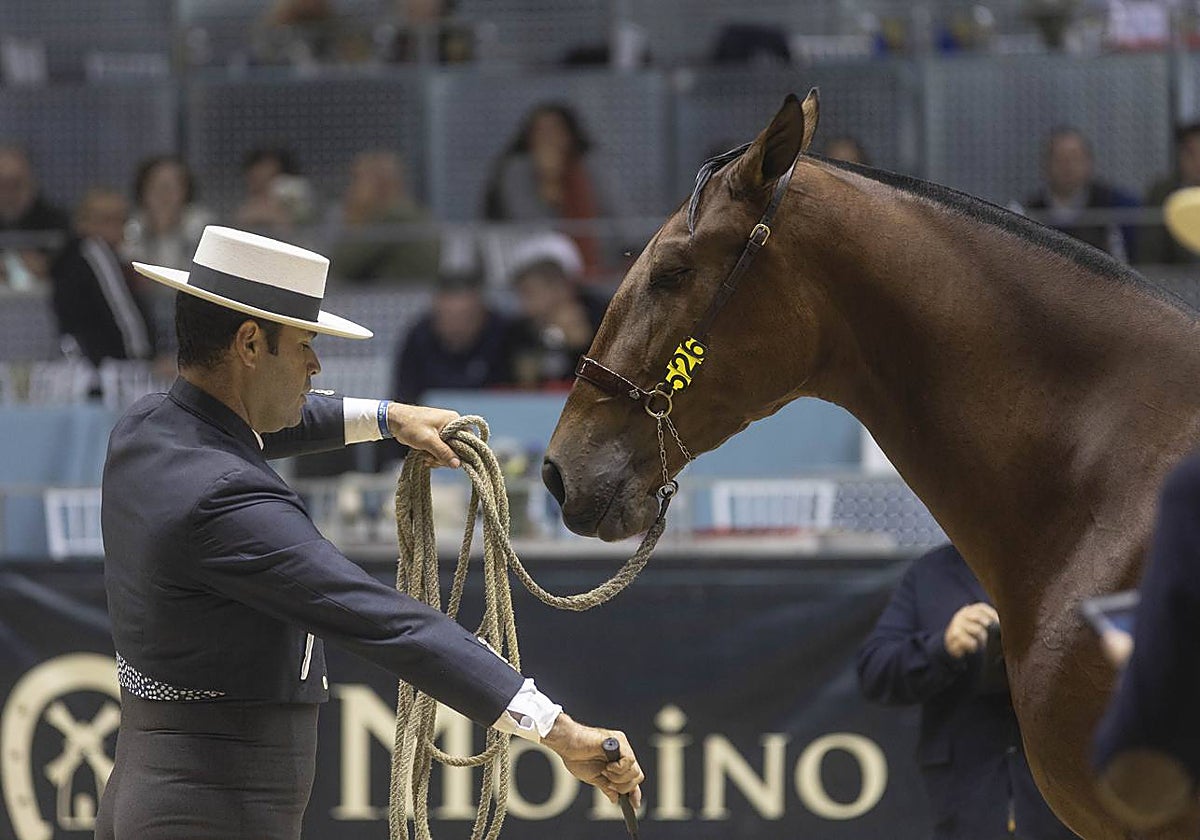 Los caballos de pura raza española son los protagonistas del Sicab