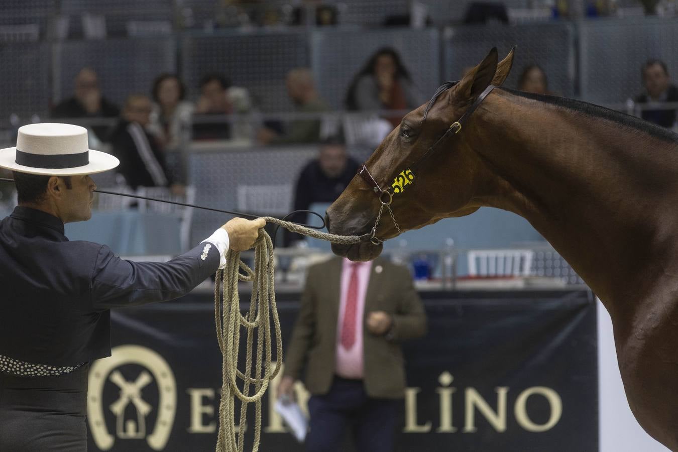 Multitud de actividades atraen cada día a los aficionados al mundo del caballo 