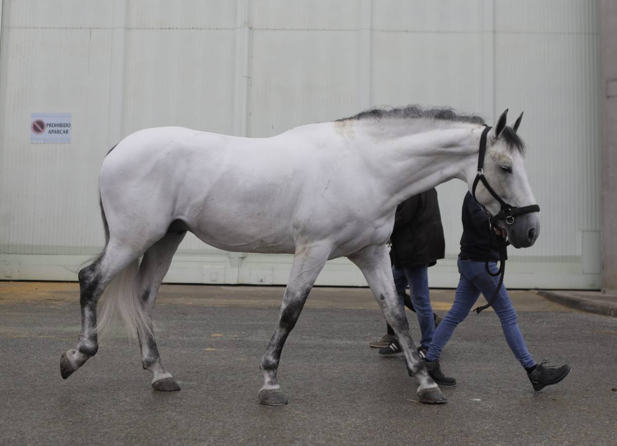 Impresionantes ejemplares de caballos de pura raza española, tiendas especializadas y rostros conocidos del sector se ven estos días en Fibes