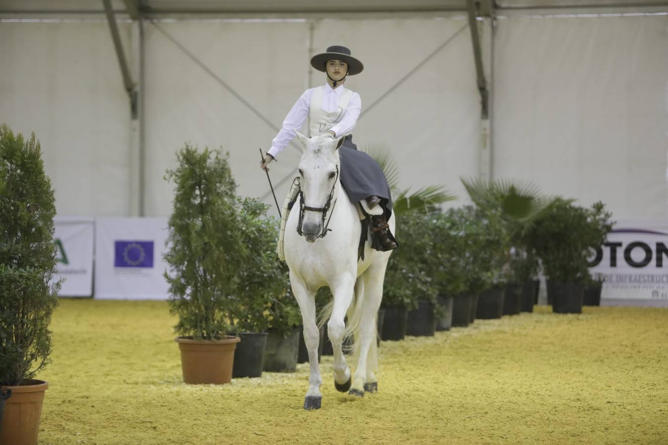 Impresionantes ejemplares de caballos de pura raza española, tiendas especializadas y rostros conocidos del sector se ven estos días en Fibes