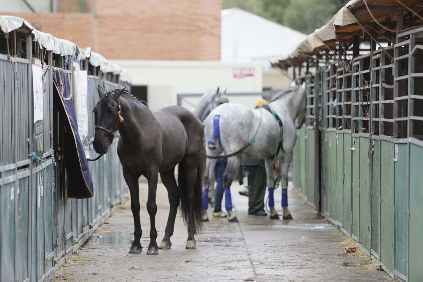 Impresionantes ejemplares de caballos de pura raza española, tiendas especializadas y rostros conocidos del sector se ven estos días en Fibes