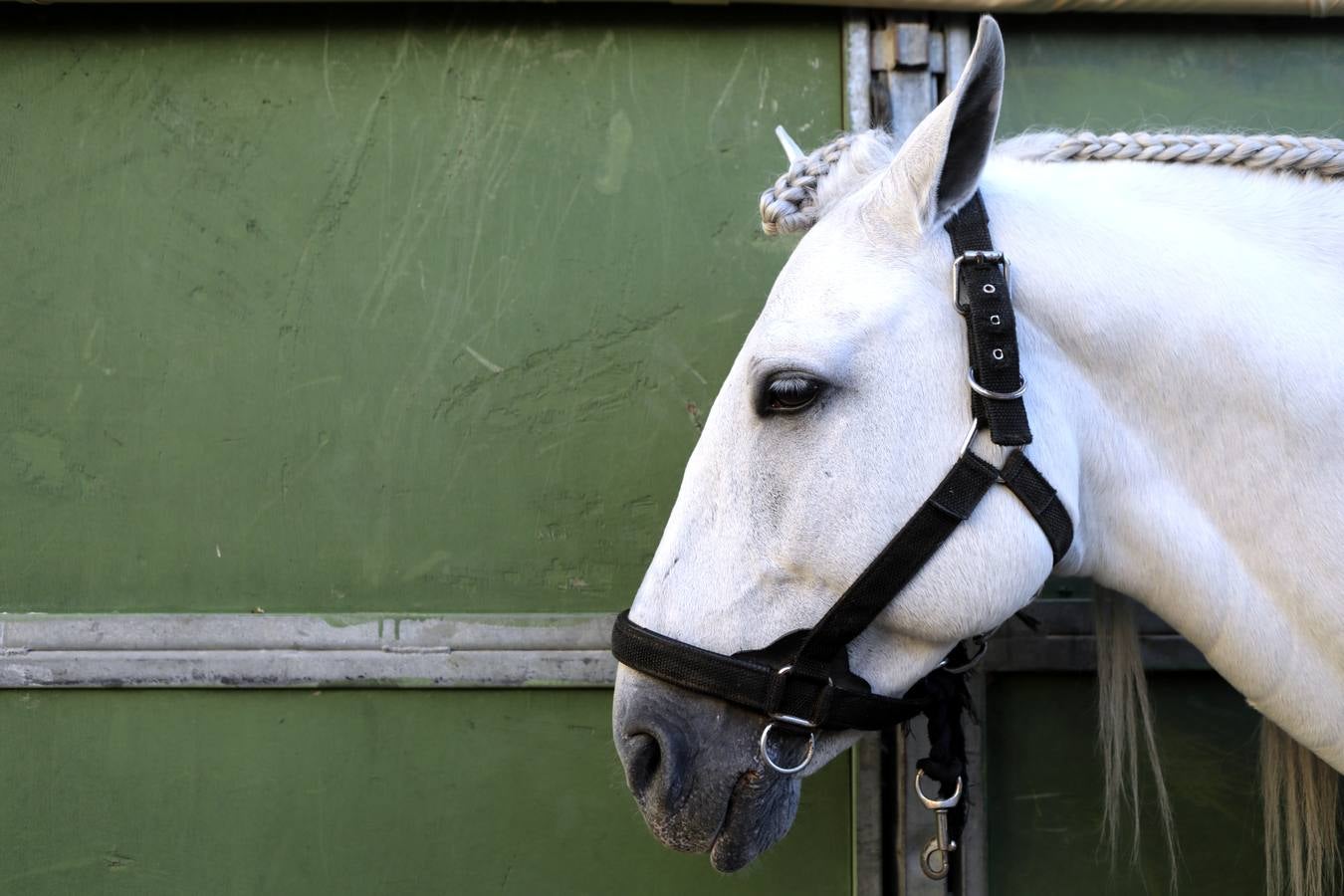 Estos días se dan cita en Fibes los mejores caballos de pura raza española