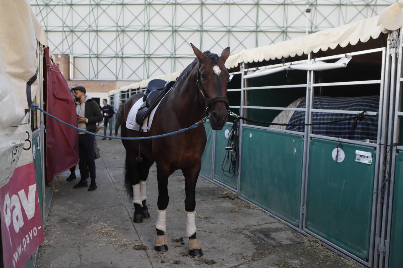 Estos días se dan cita en Fibes los mejores caballos de pura raza española