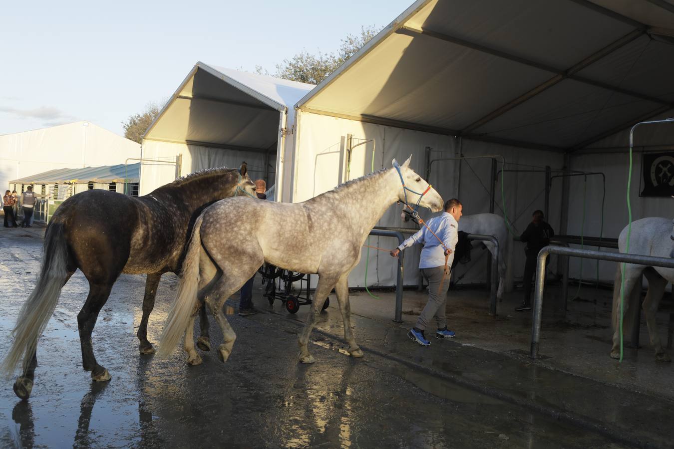 Estos días se dan cita en Fibes los mejores caballos de pura raza española