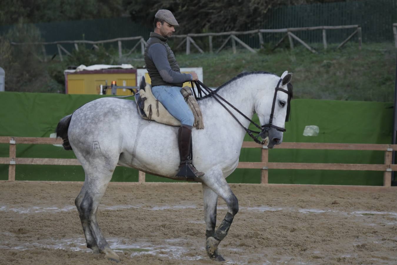Estos días se dan cita en Fibes los mejores caballos de pura raza española