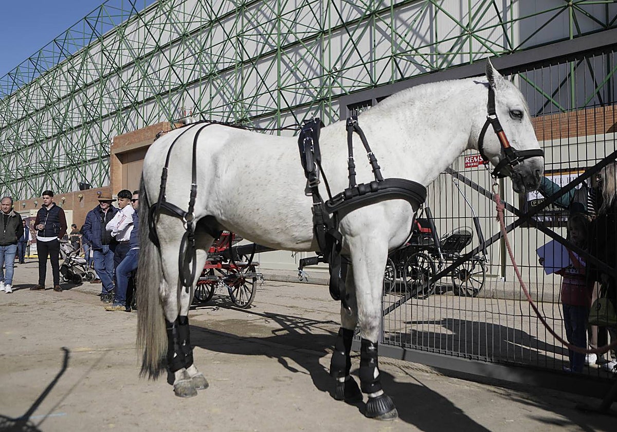 Los expositores y espectáculos de caballos contaron con numerosos asistentes