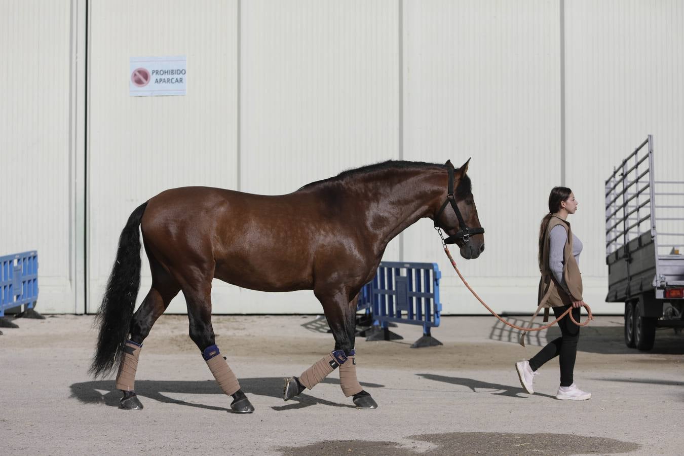 Los expositores y espectáculos de caballos contaron con numerosos asistentes