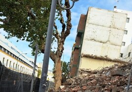 El Ayuntamiento de Sevilla impone una sanción «muy grave» tras podar sin autorización un platanero en una obra en La Florida